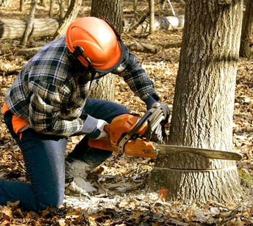 Tree Removal in Vanduser, MO